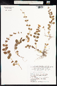Lysimachia nummularia image