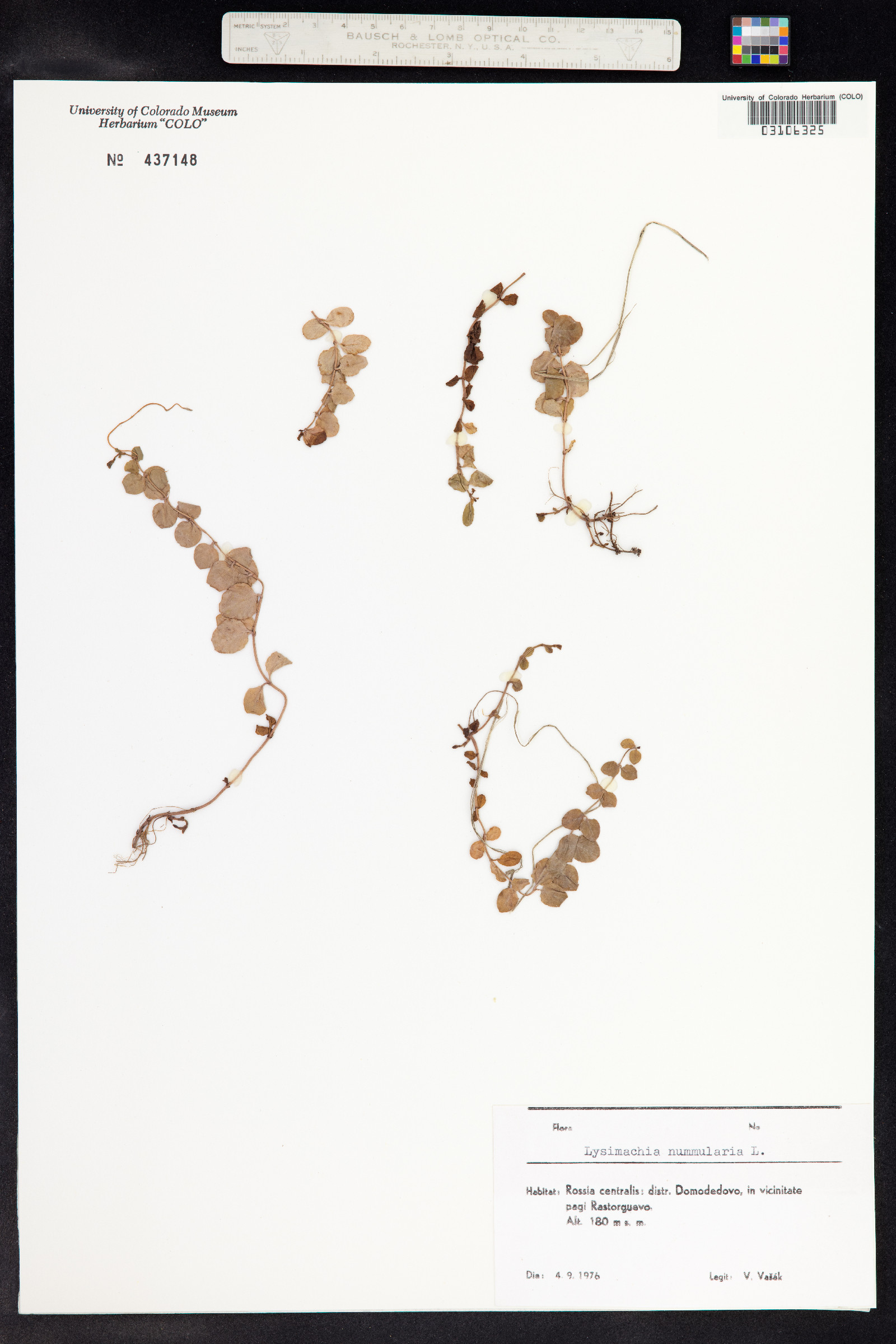 Lysimachia nummularia image