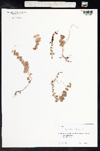 Lysimachia nummularia image