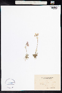 Primula laurentiana image