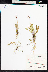 Primula laurentiana image