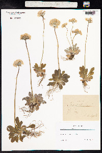 Primula laurentiana image