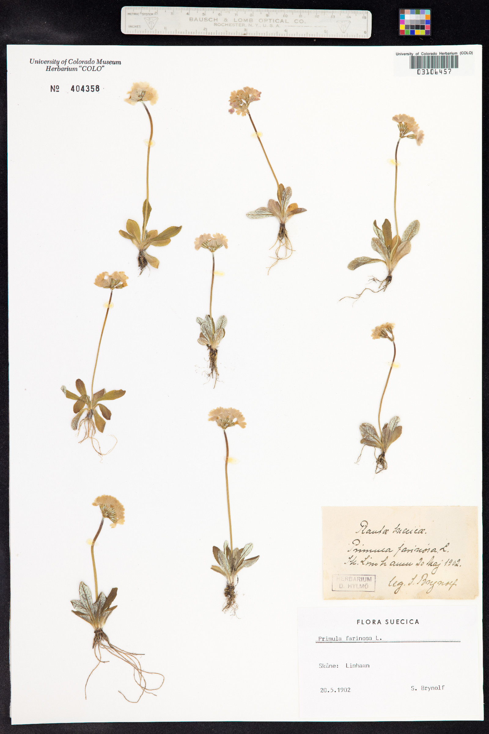 Primula laurentiana image