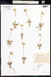 Primula laurentiana image
