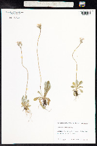 Primula laurentiana image