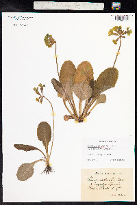 Primula elatior image