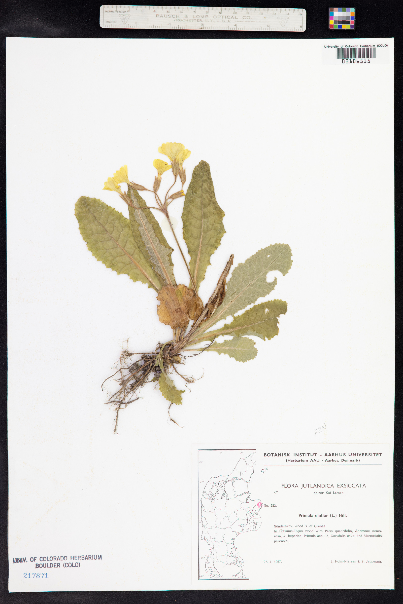 Primula elatior image