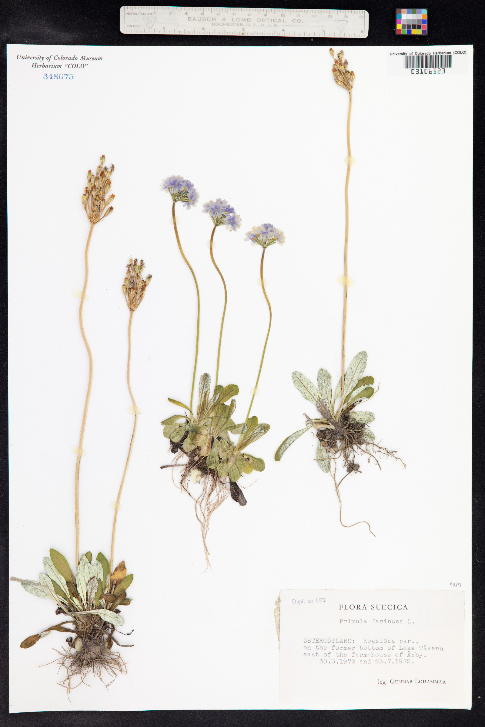 Primula laurentiana image