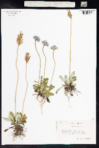 Primula laurentiana image