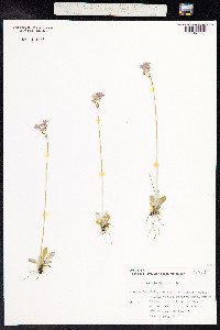 Primula laurentiana image