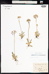 Primula laurentiana image