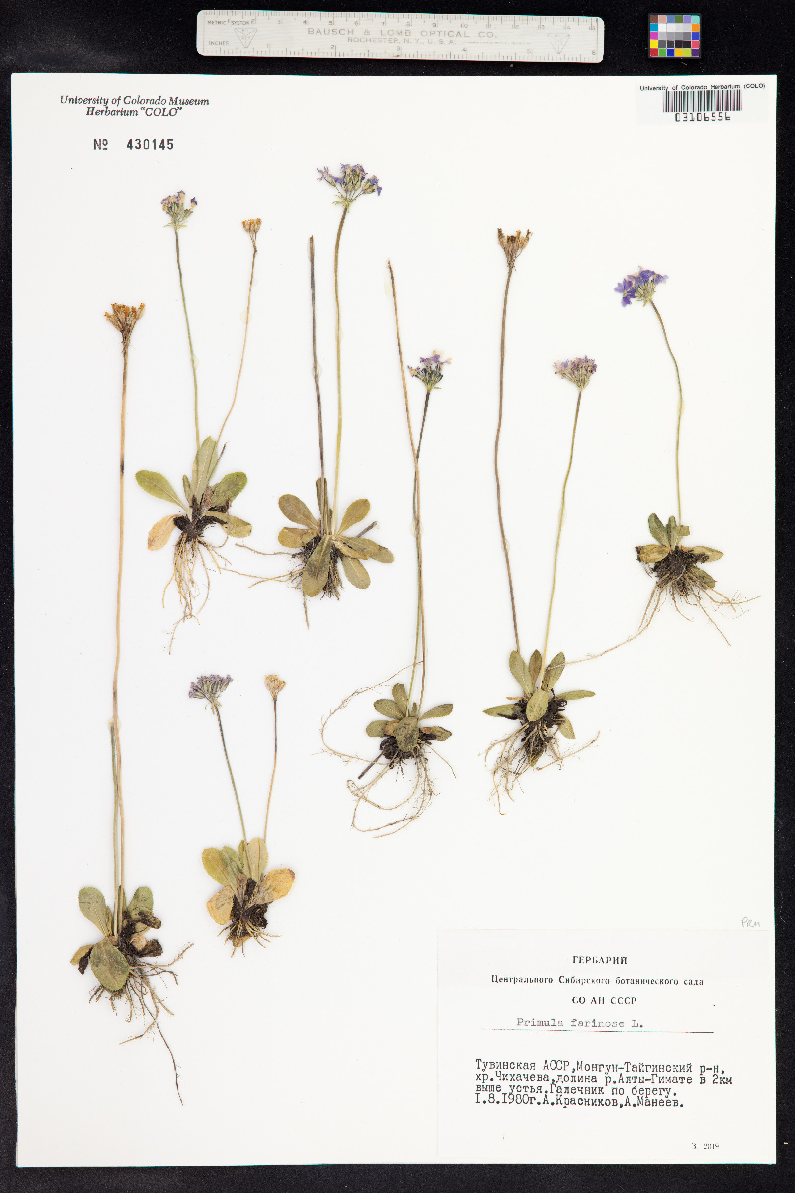 Primula laurentiana image