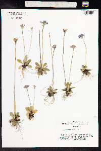 Primula laurentiana image