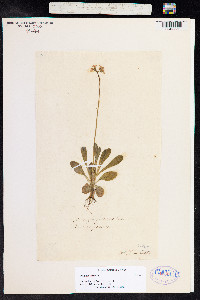 Primula laurentiana image