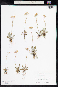 Primula laurentiana image