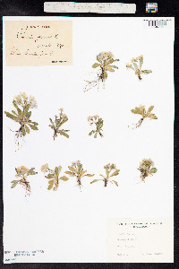 Primula laurentiana image