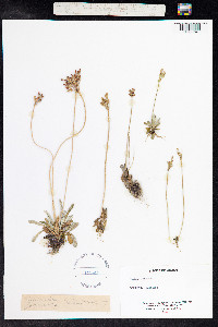 Primula laurentiana image