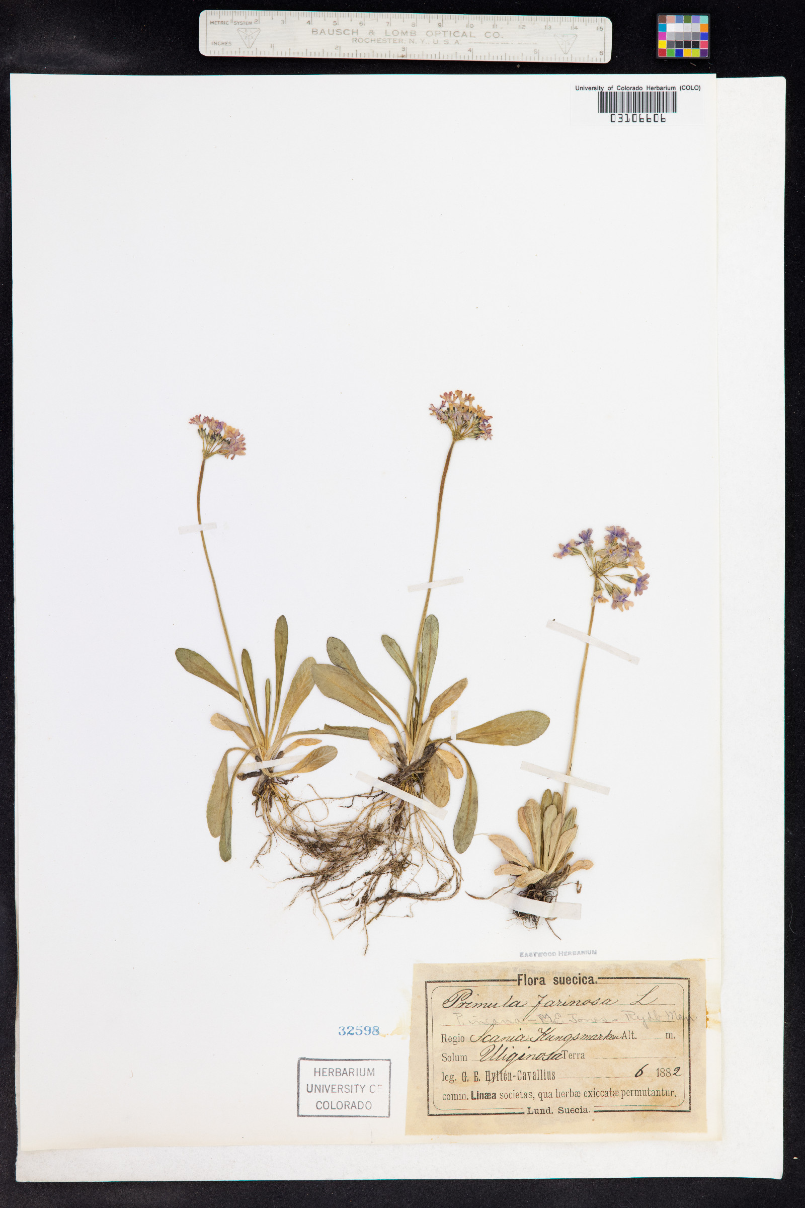 Primula laurentiana image