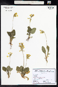 Primula elatior image