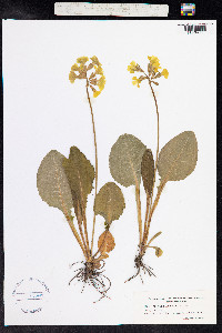 Primula elatior image