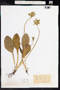 Primula elatior image