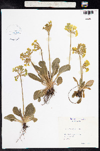 Primula elatior image