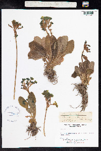 Primula elatior image