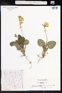 Primula elatior image