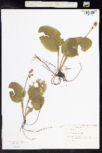 Primula elatior image