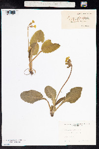 Primula elatior image