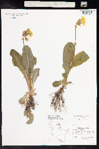 Primula elatior image
