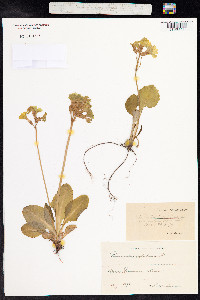 Primula elatior image