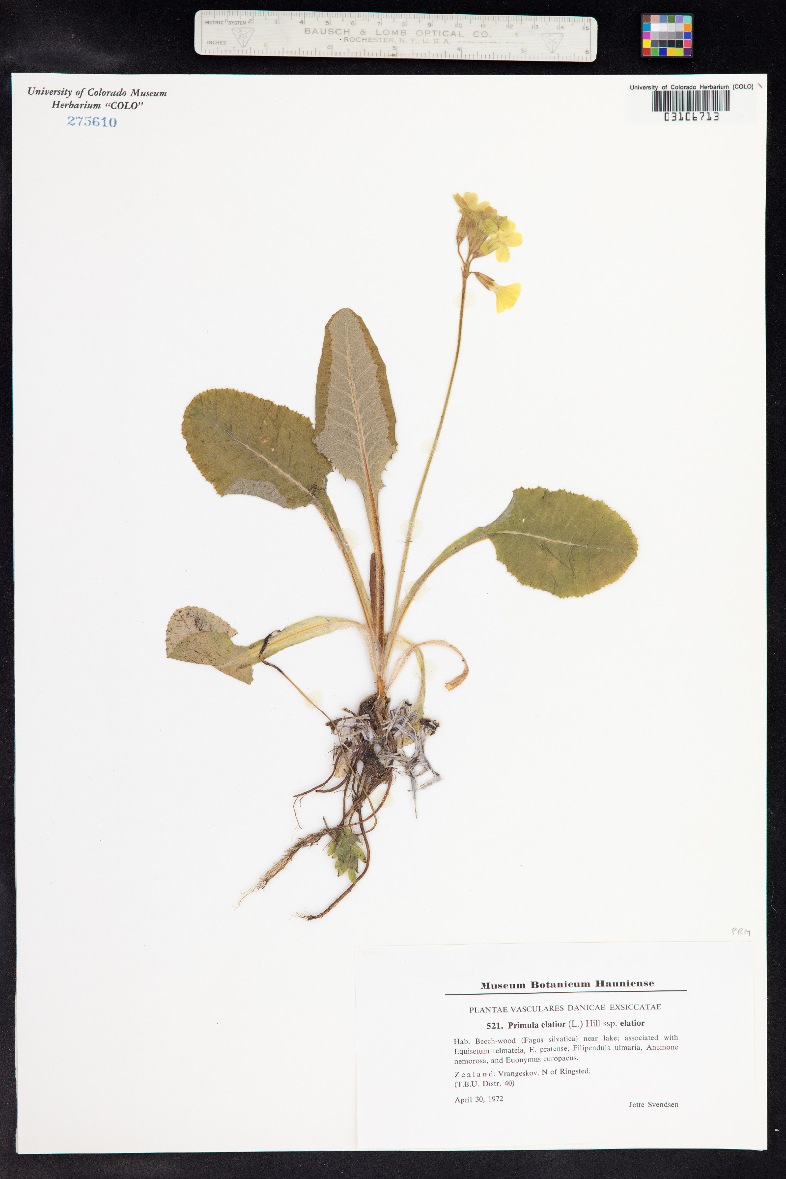 Primula elatior image