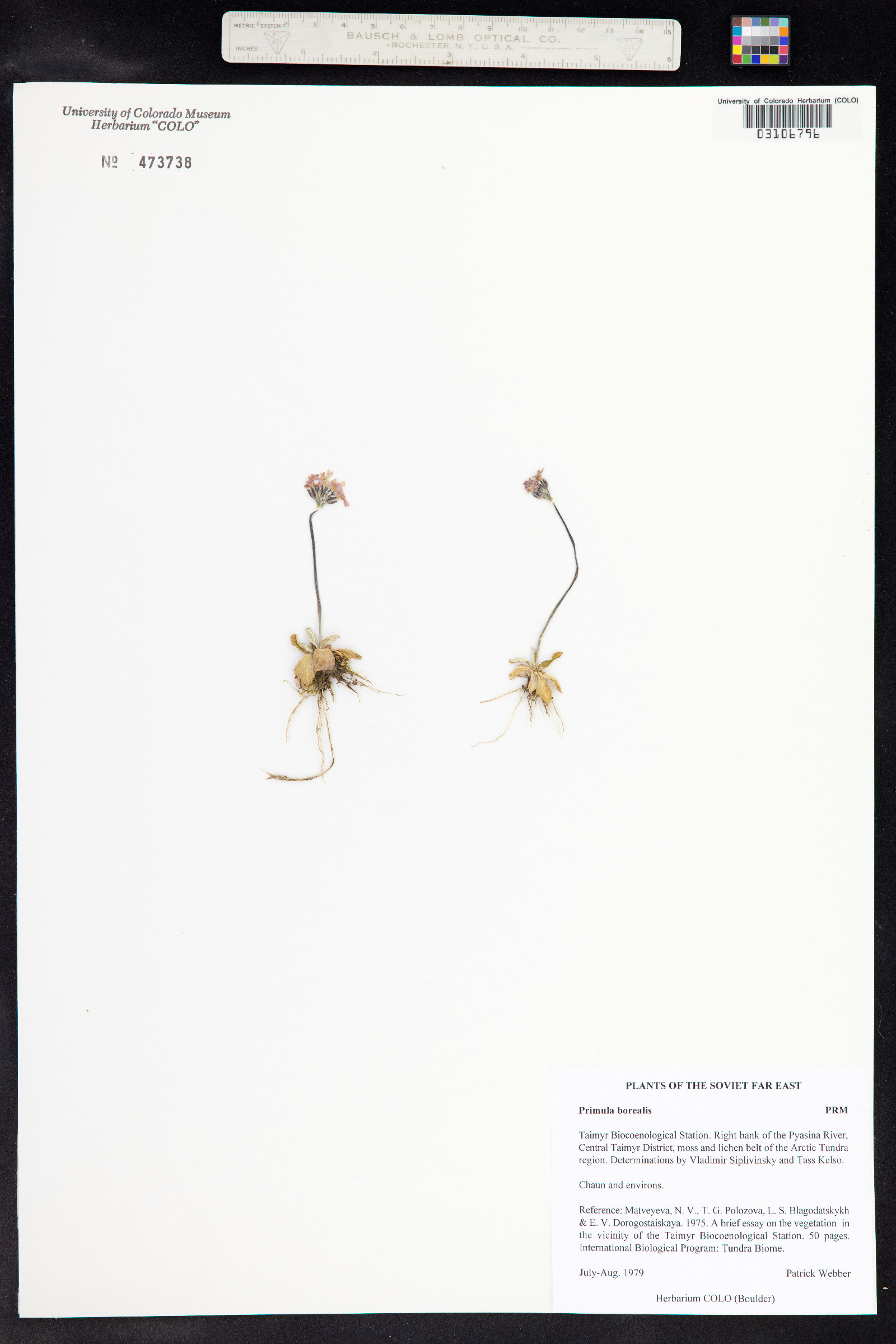 Primula borealis image