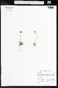 Primula borealis image