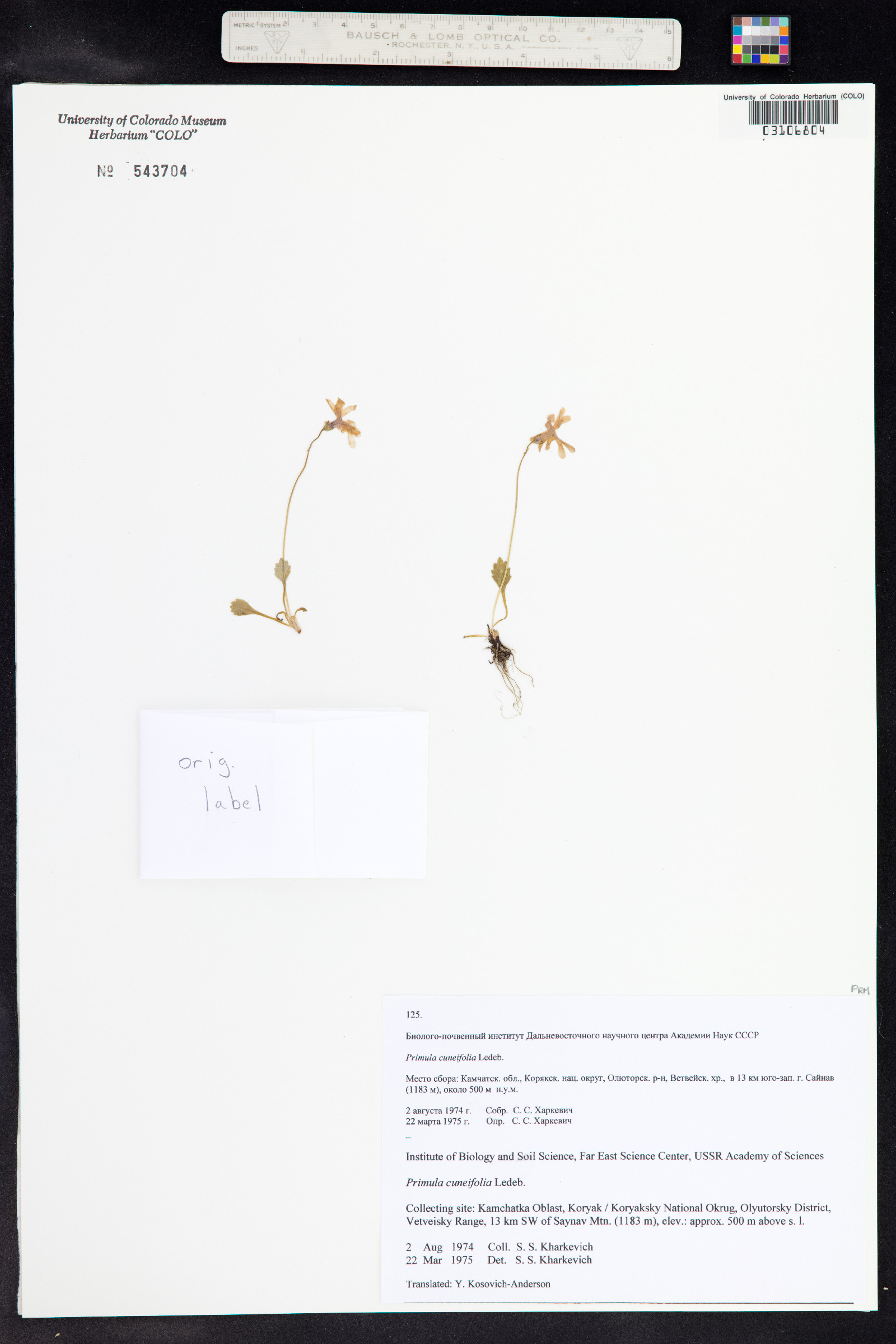 Primula cuneifolia image