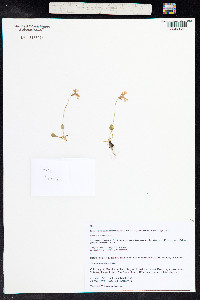 Primula cuneifolia image