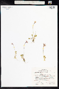 Image of Primula cuneifolia