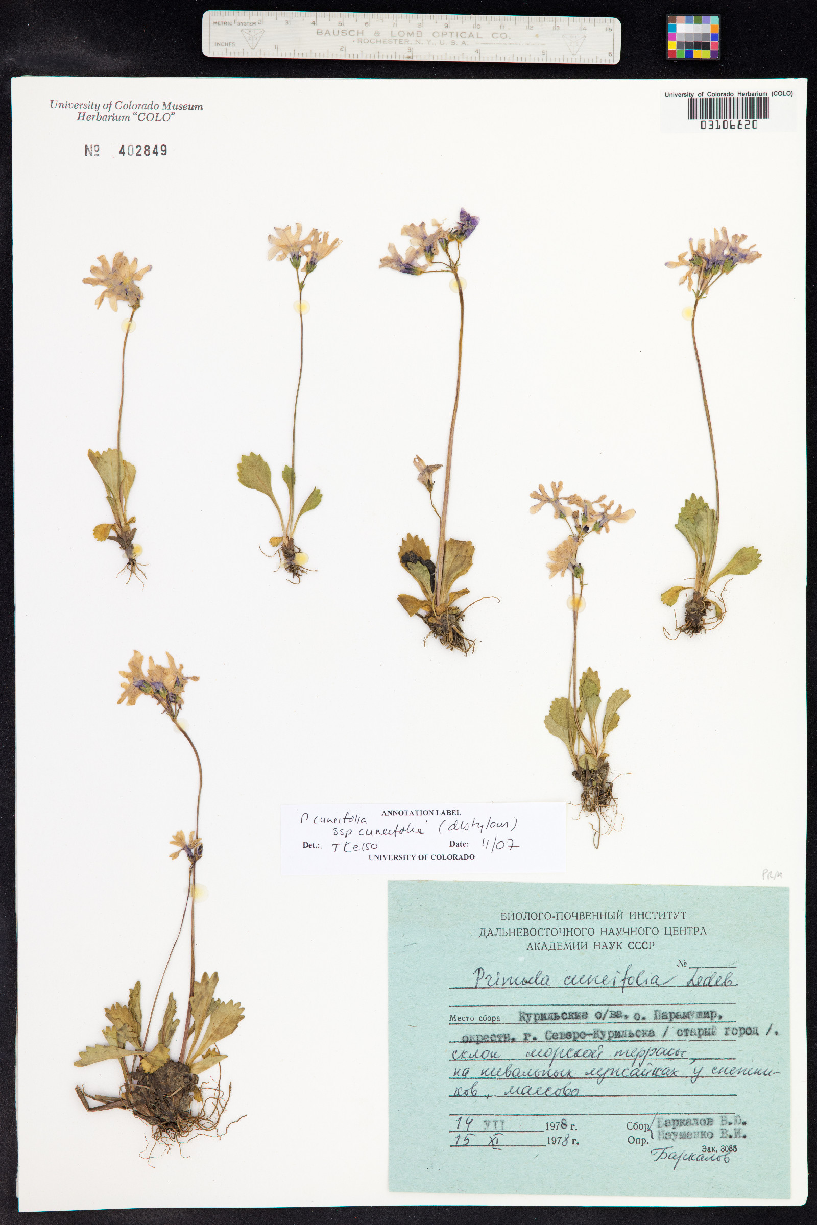 Primula cuneifolia image