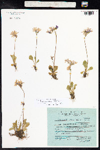 Primula cuneifolia image
