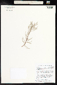 Image of Lysimachia filifolia