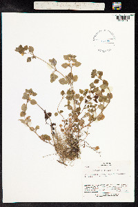 Image of Lysimachia japonica