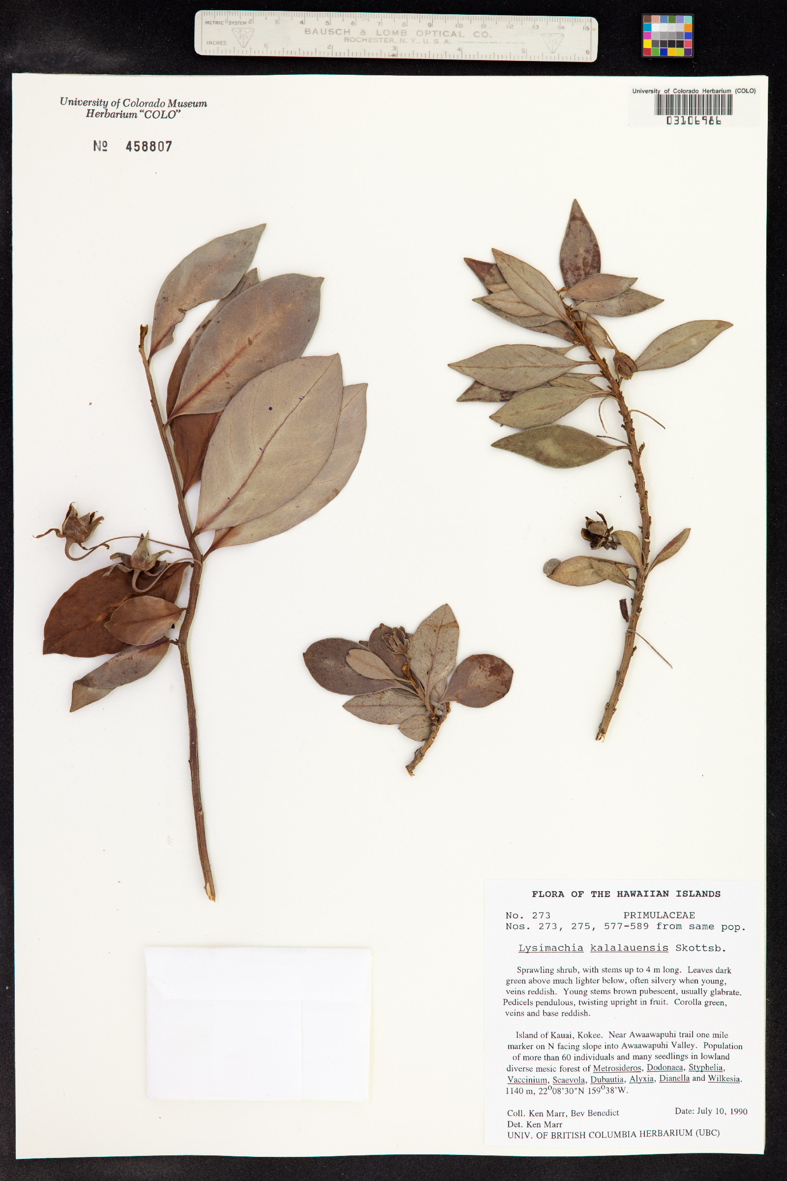 Lysimachia kalalauensis image