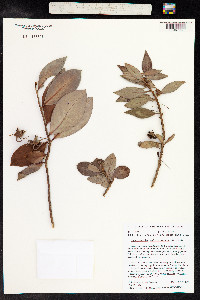 Lysimachia kalalauensis image