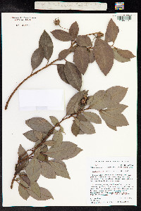 Image of Lysimachia kalalauensis