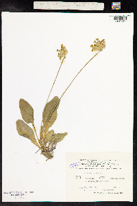 Primula veris image