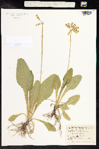 Primula veris image