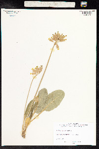 Primula veris image