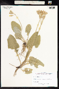 Primula veris image