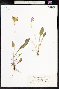 Primula veris image